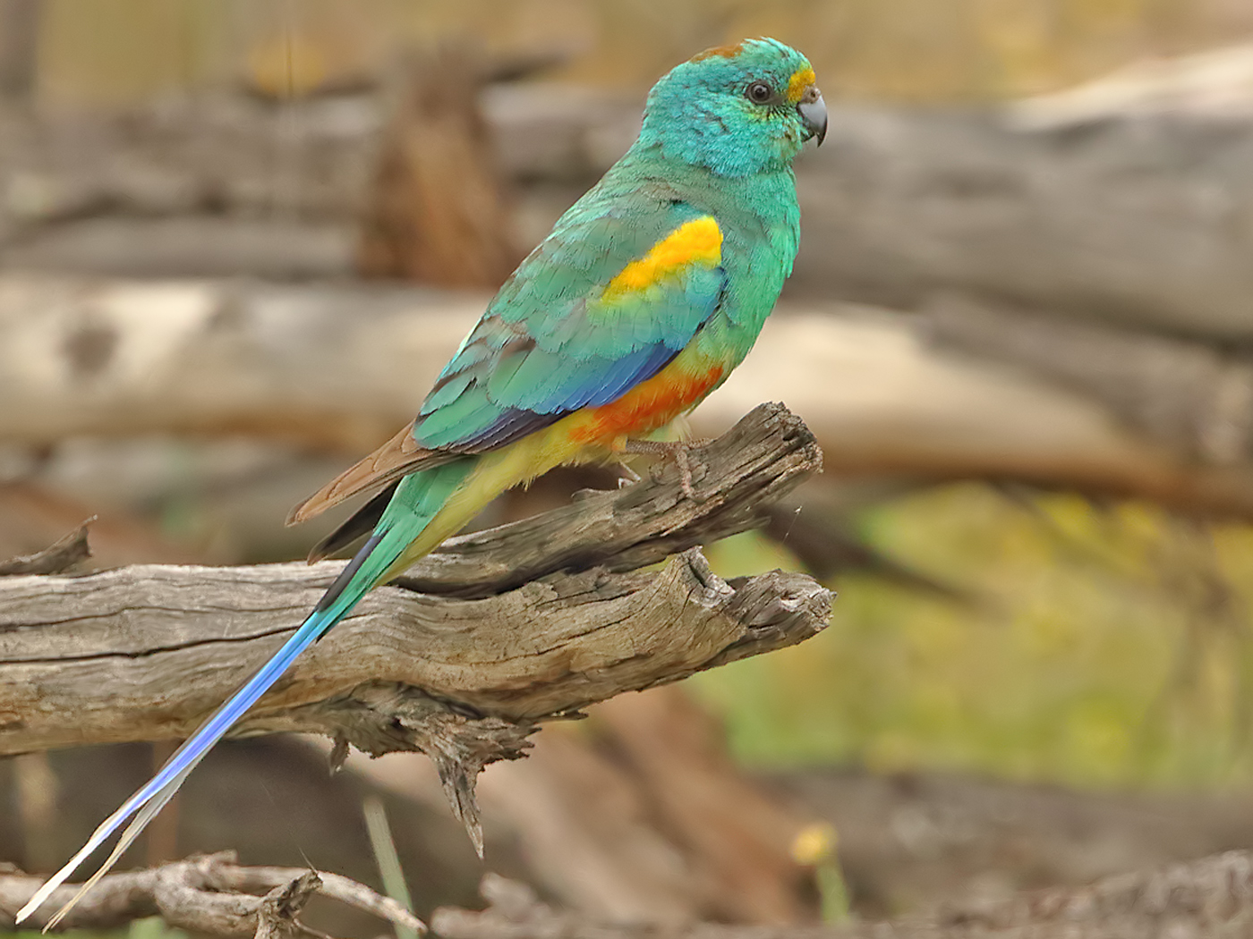 Mulga Parrot (Image ID 37927)