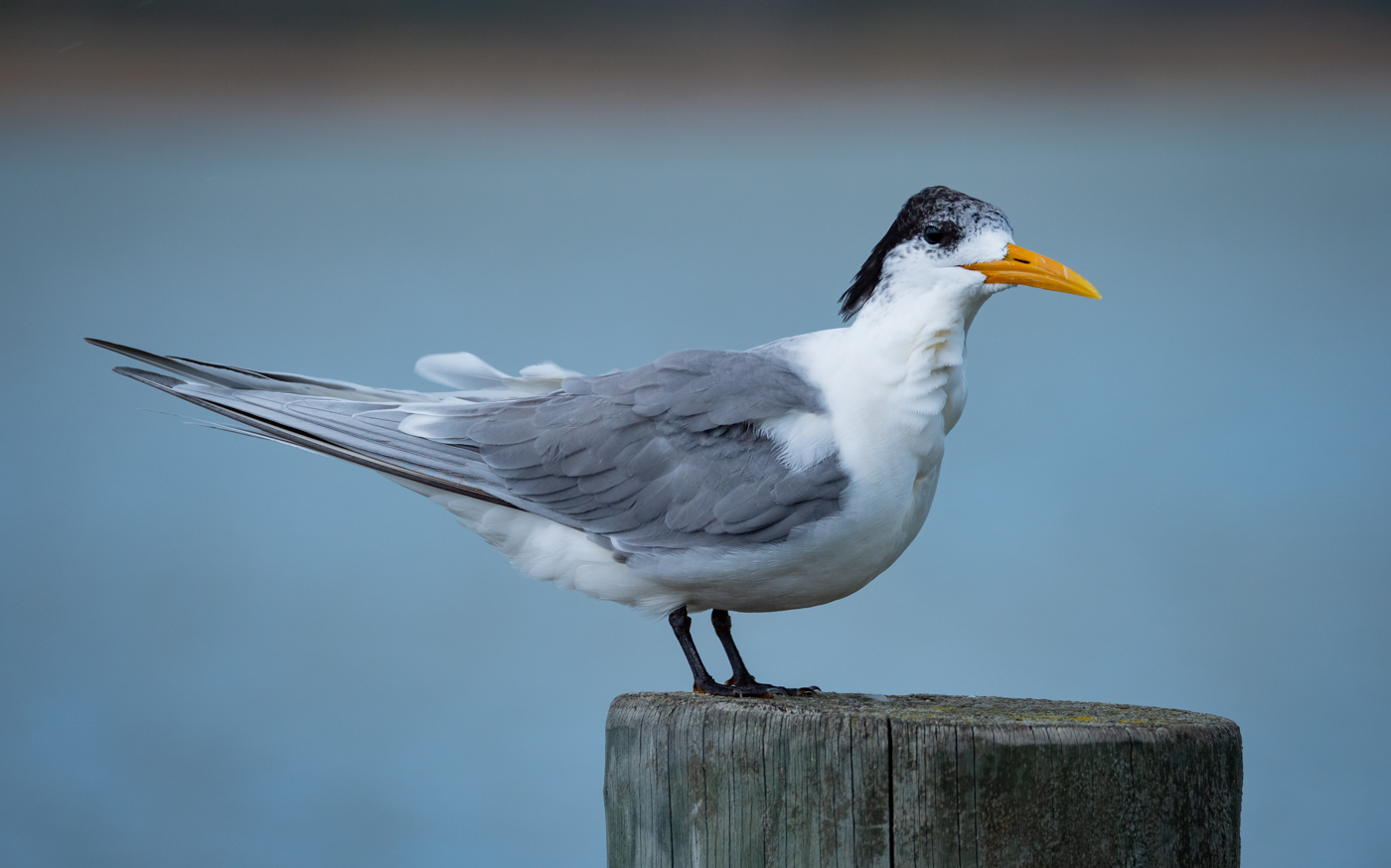 Greater Crested Tern (Image ID 38000)