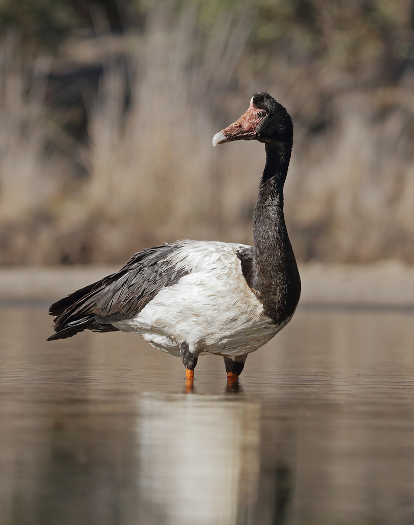 Magpie Goose (Image ID 37983)