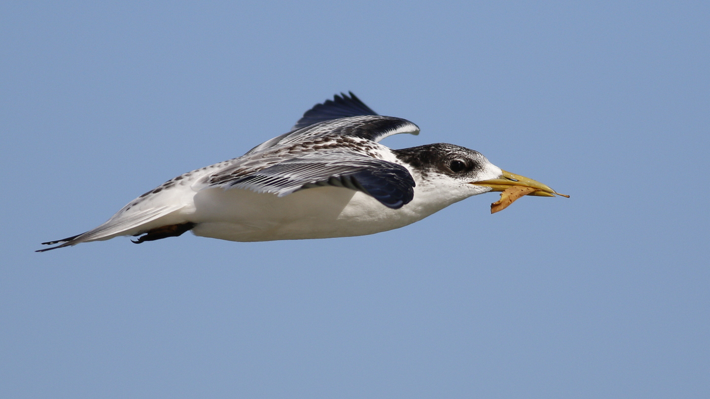 Greater Crested Tern (Image ID 38092)