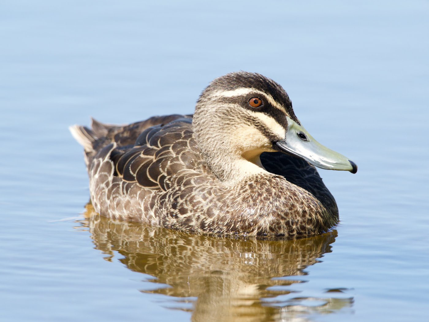 Pacific Black Duck (Image ID 38342)