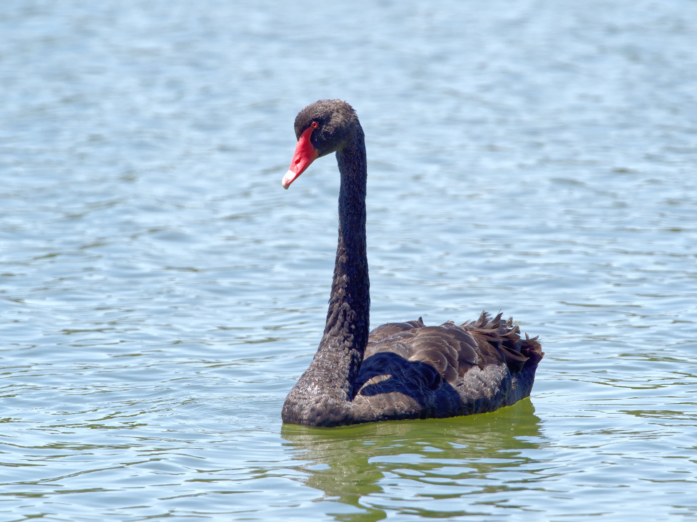 Black Swan (Image ID 38060)