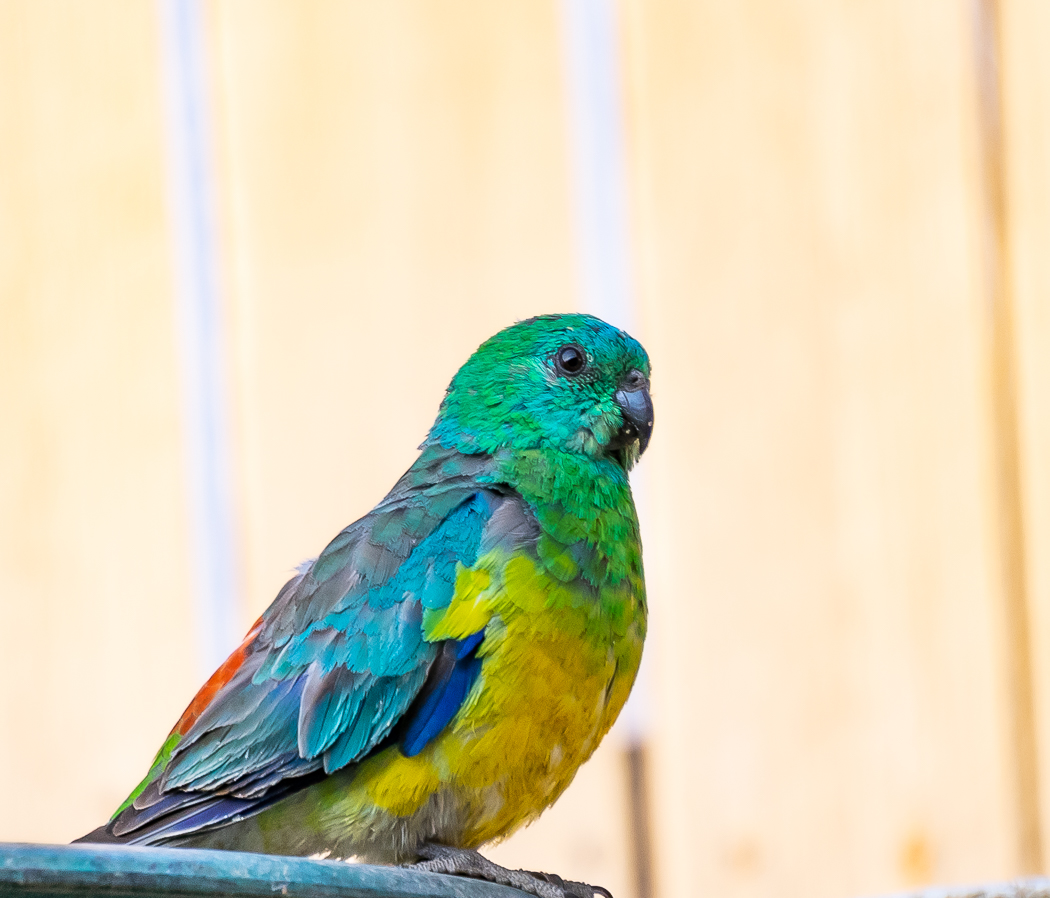 Red-rumped Parrot (Image ID 38162)