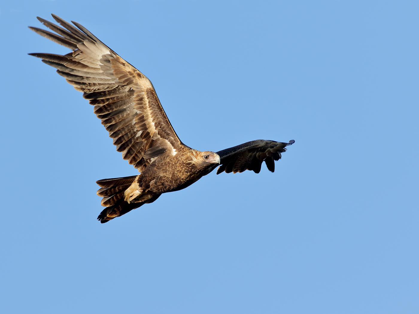 Wedge-tailed Eagle (Image ID 38627)