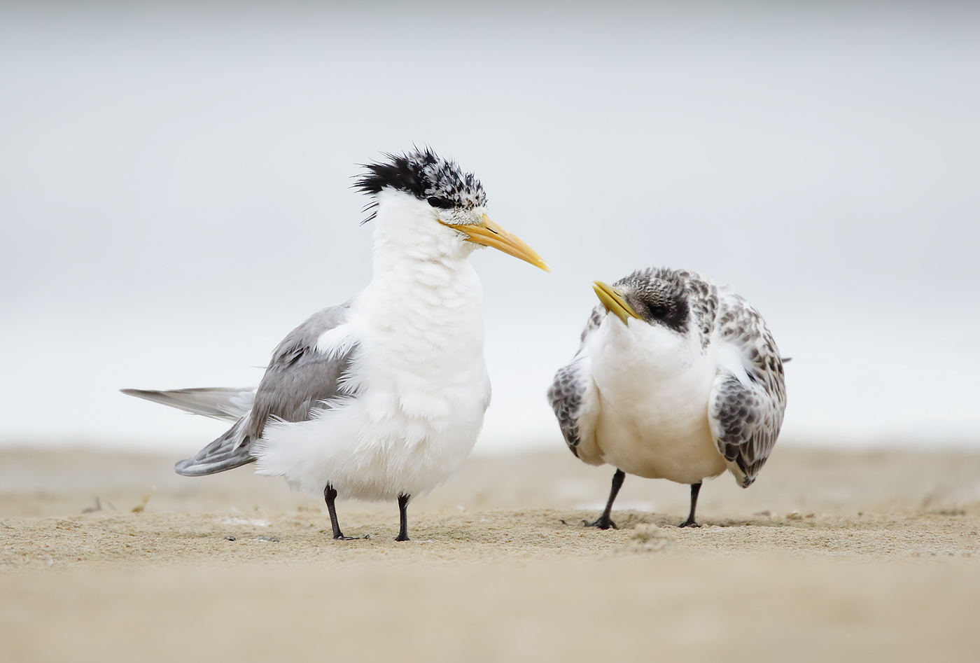 Greater Crested Tern (Image ID 38899)