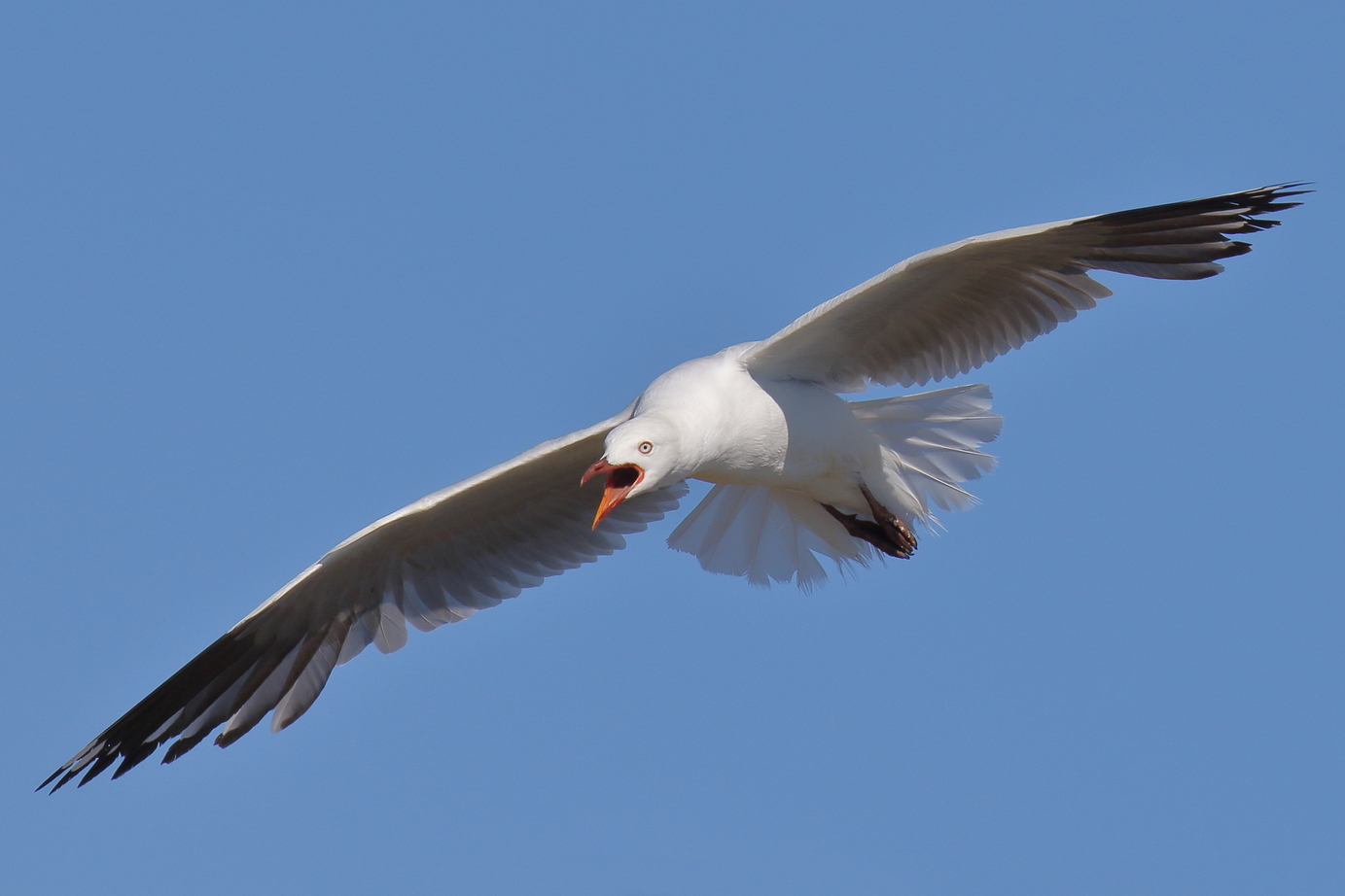 Silver Gull (Image ID 39375)