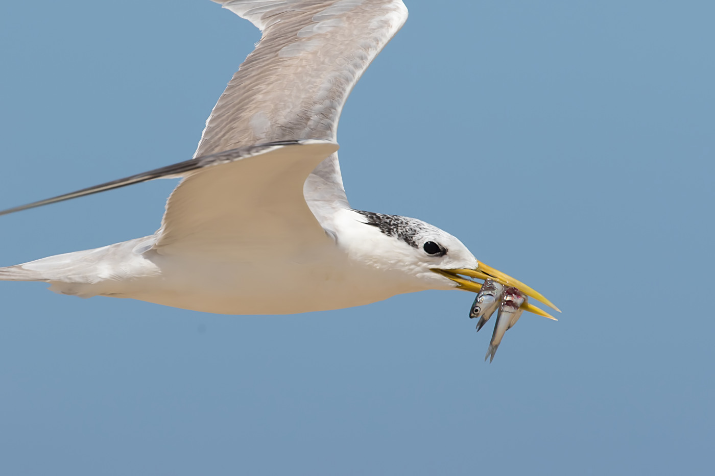 Greater Crested Tern (Image ID 39039)