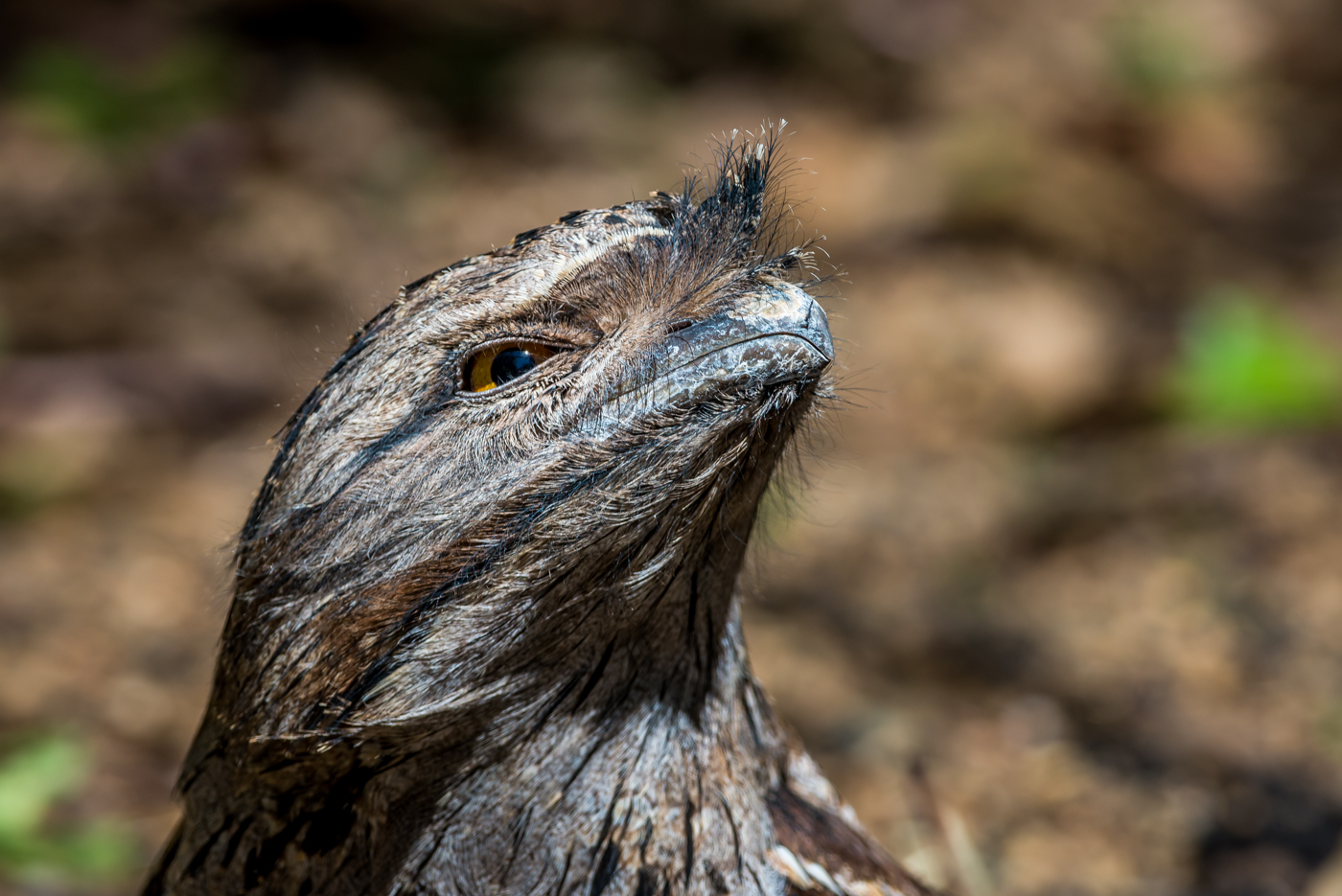 Tawny Frogmouth (Image ID 39169)