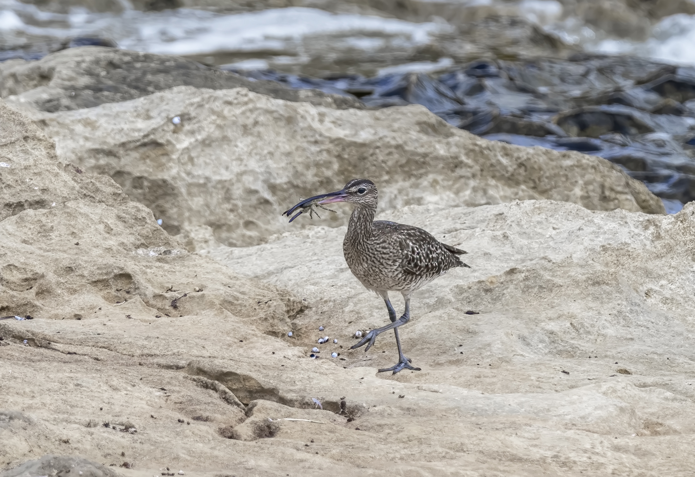 Whimbrel (Image ID 39374)