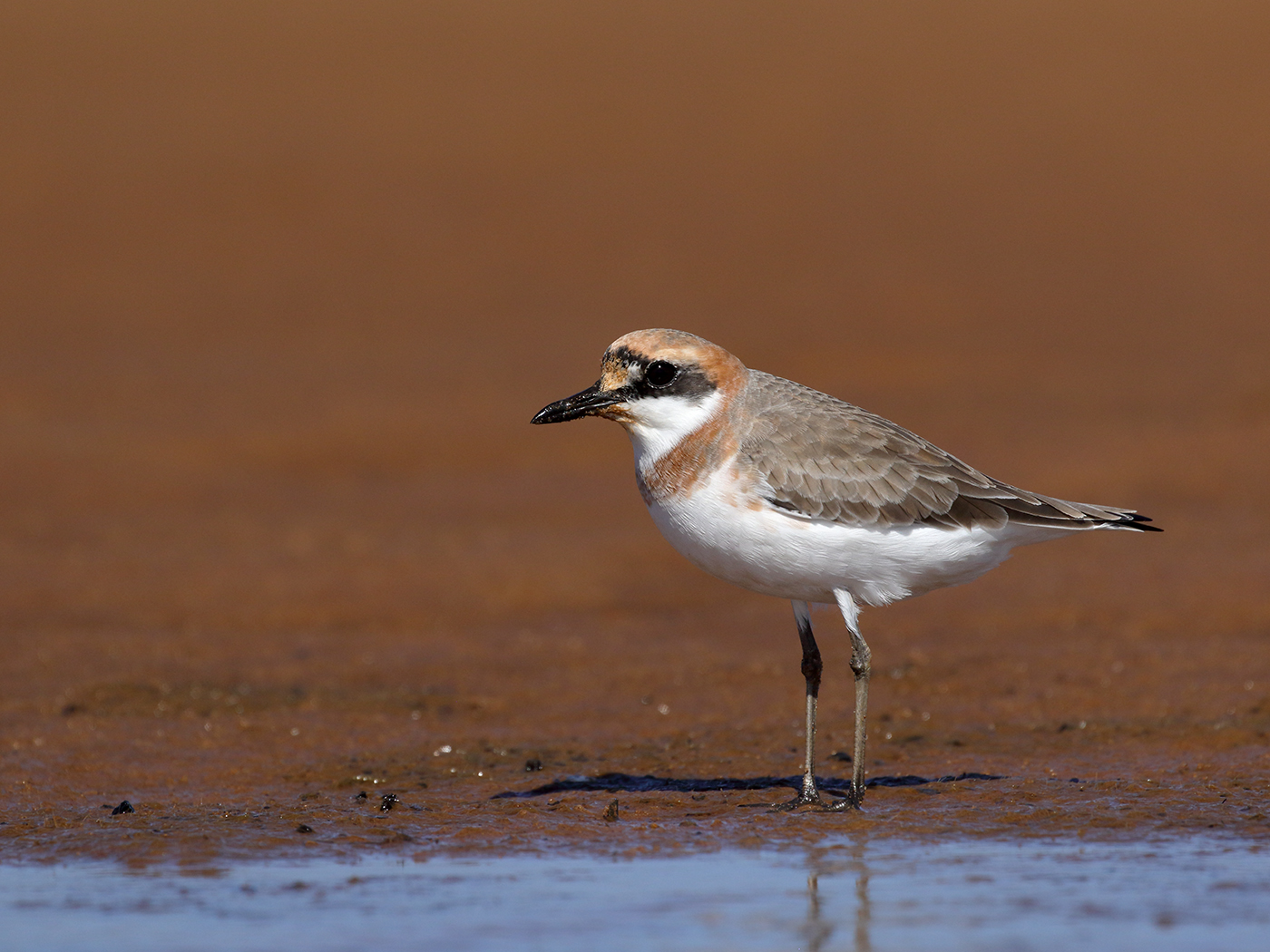 Greater Sand Plover (Image ID 38643)