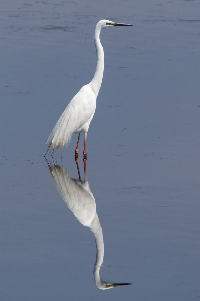 Great Egret (Image ID 39224)