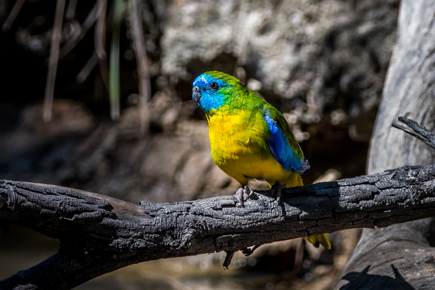 Turquoise Parrot (Image ID 39003)