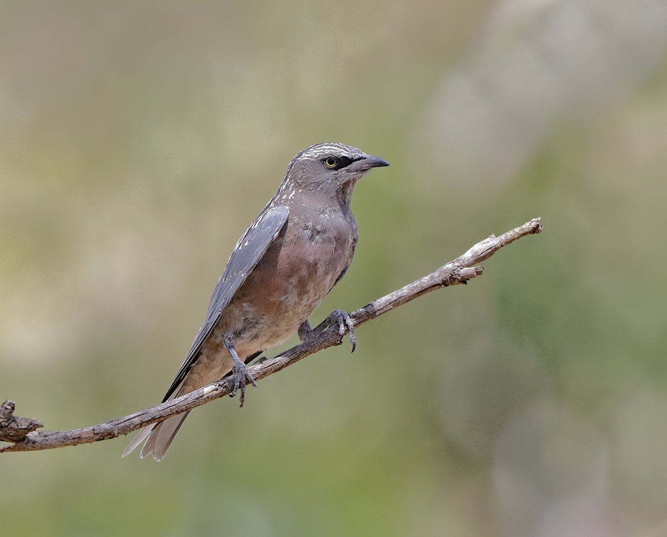 White-browed Woodswallow (Image ID 39355)