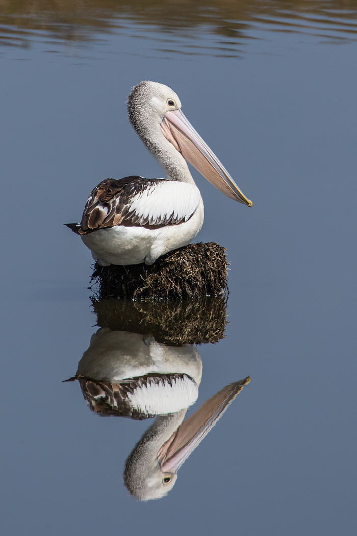Australian Pelican (Image ID 39076)