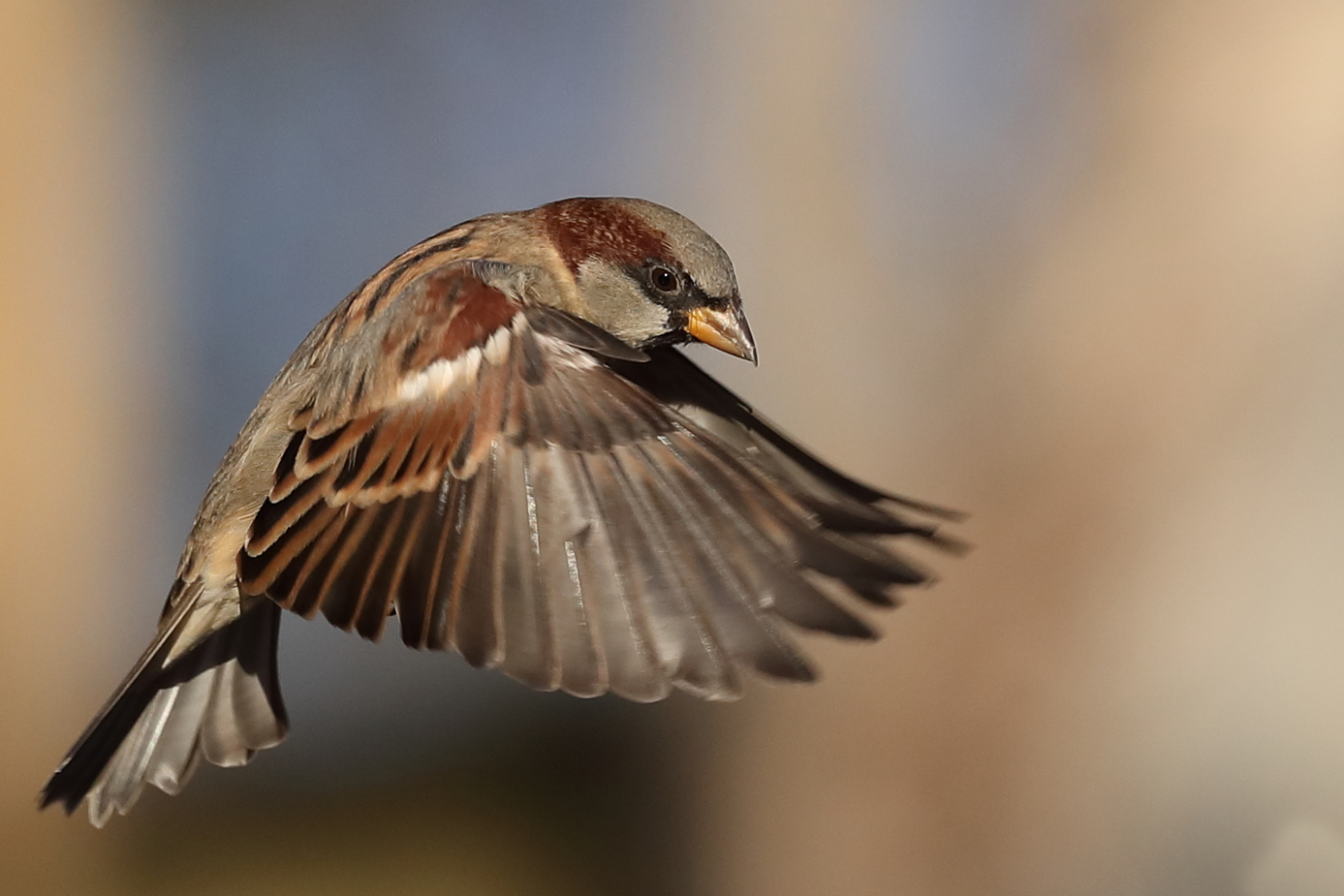 House Sparrow (Image ID 39118)