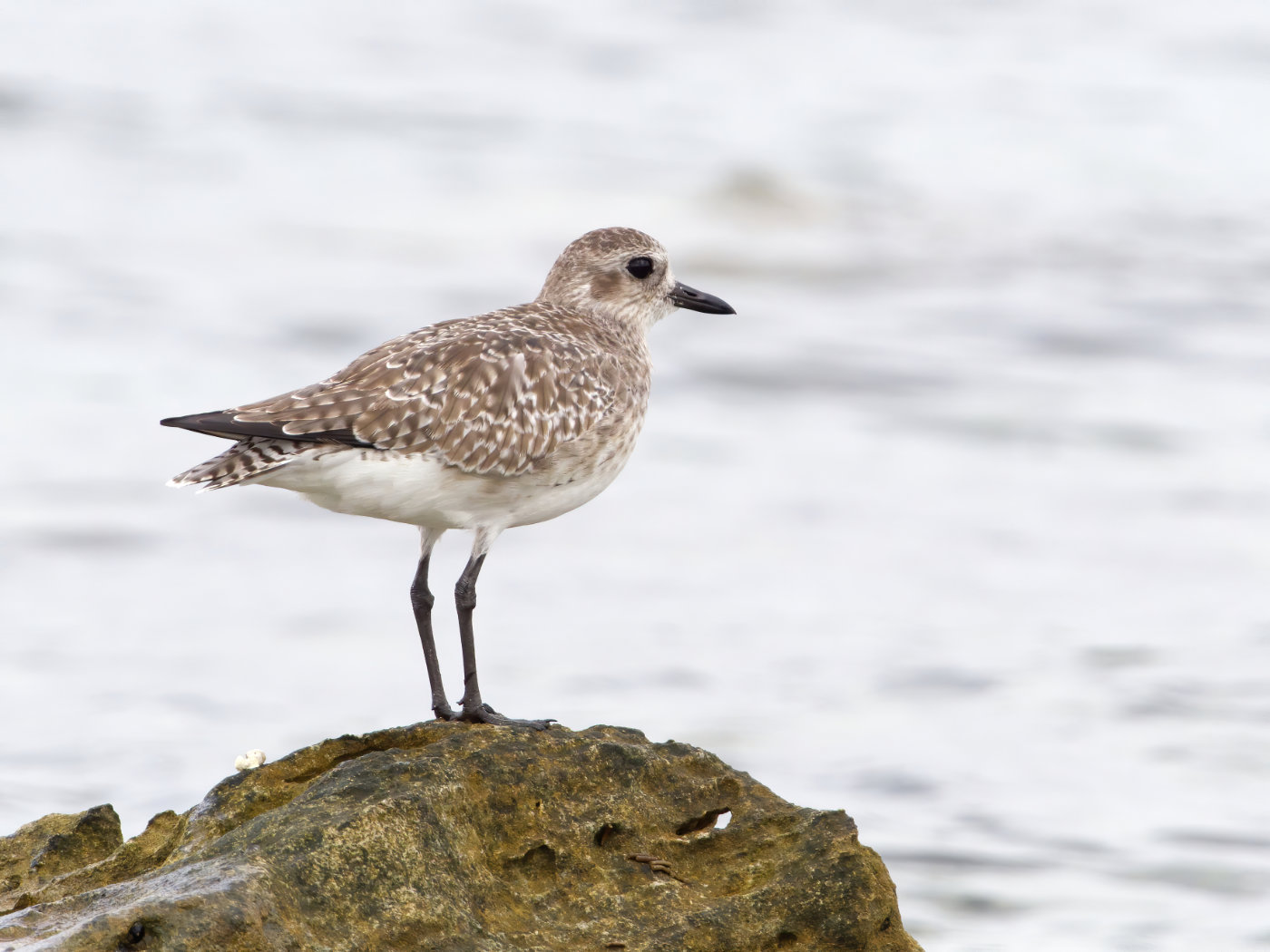 Grey Plover (Image ID 39096)