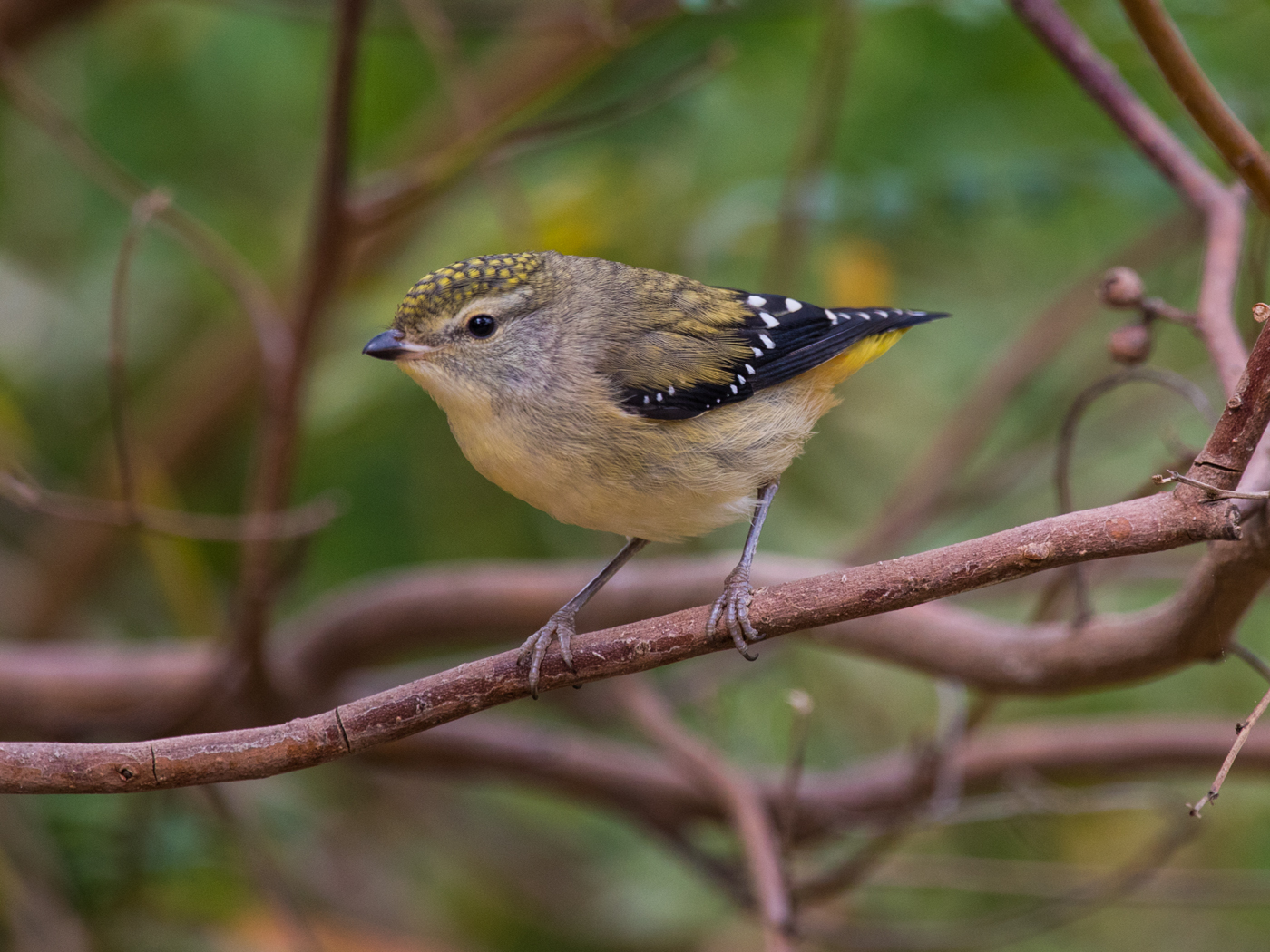 Spotted Pardalote (Image ID 39068)