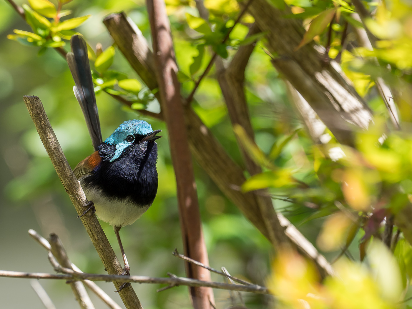 Red-winged Fairy-wren (Image ID 39332)