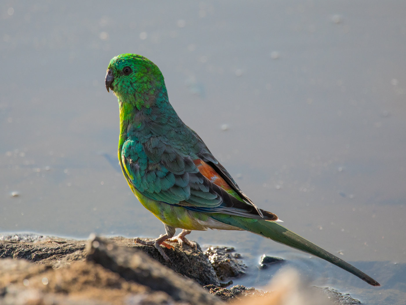 Red-rumped Parrot (Image ID 39323)