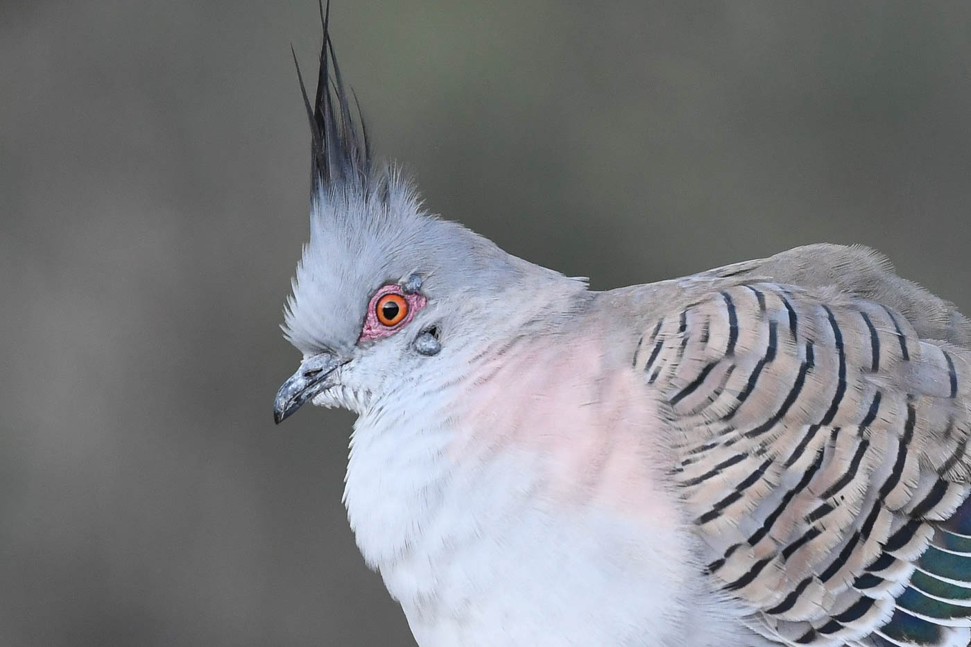 Crested Pigeon (Image ID 39267)