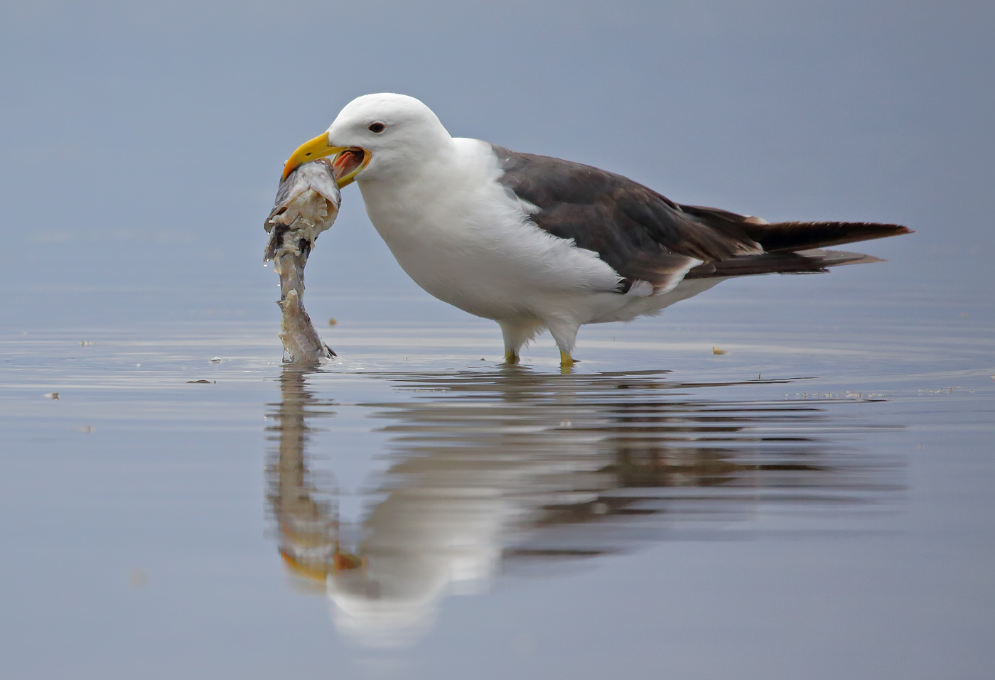 Pacific Gull (Image ID 38603)