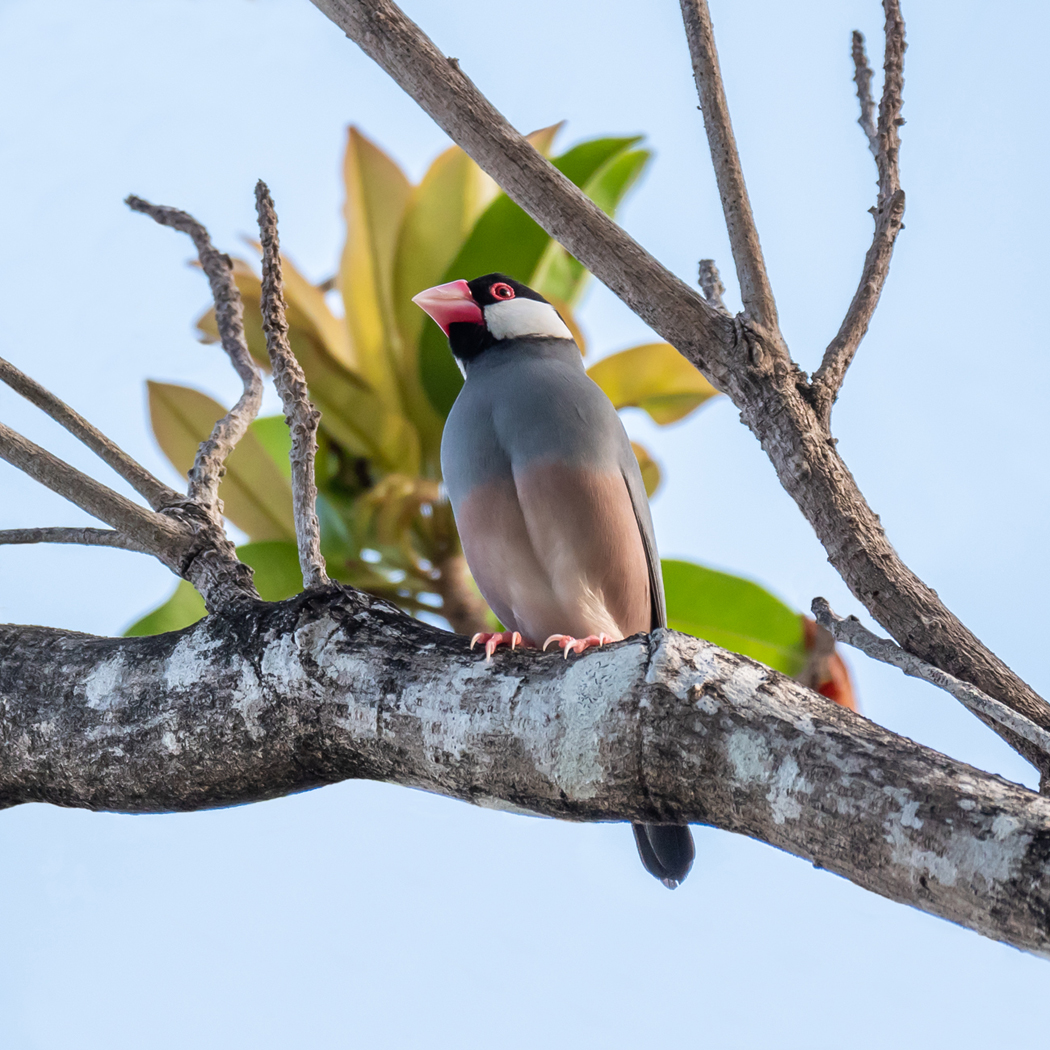 Java Sparrow (Image ID 39050)