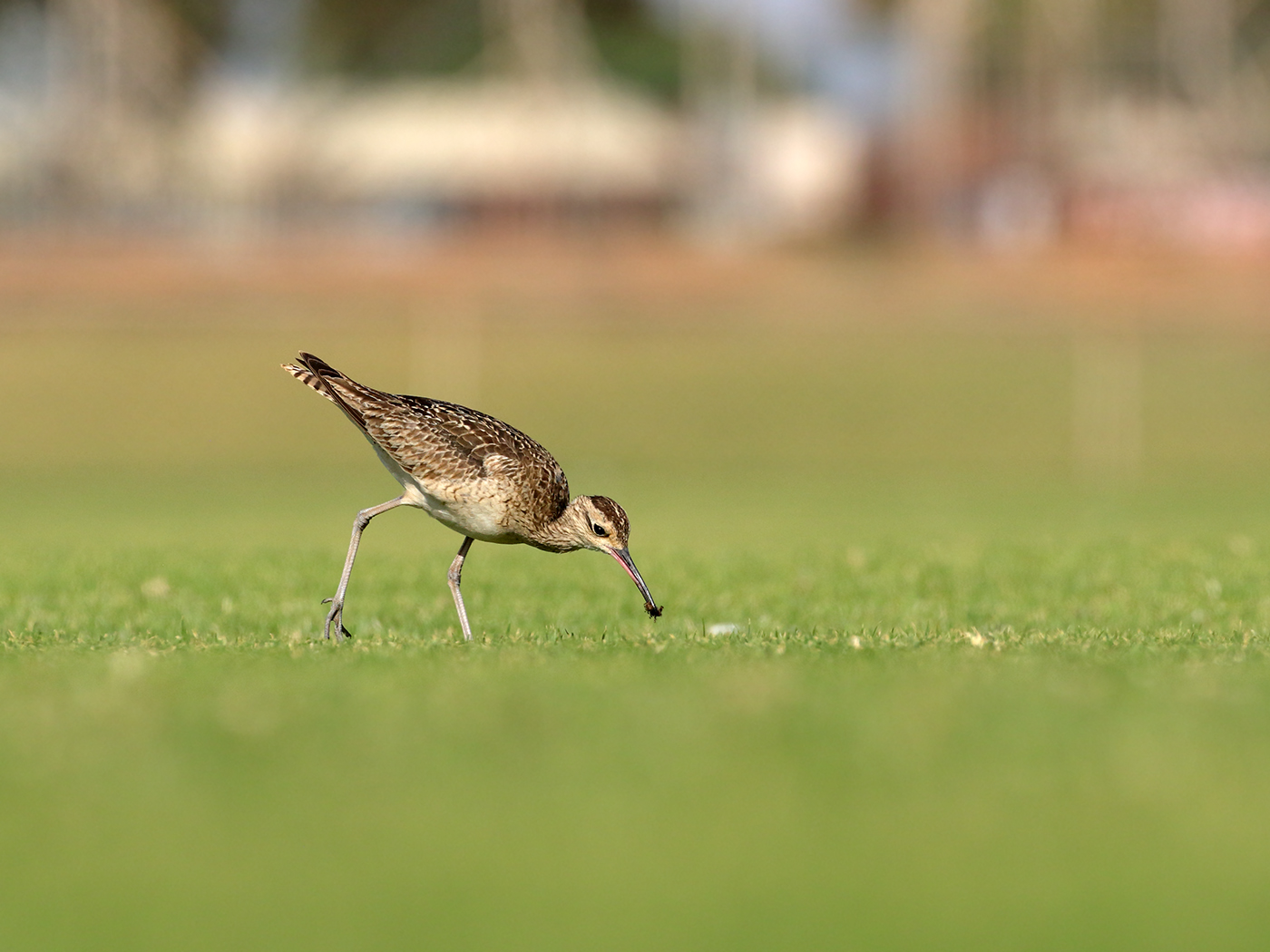 Little Curlew (Image ID 38965)