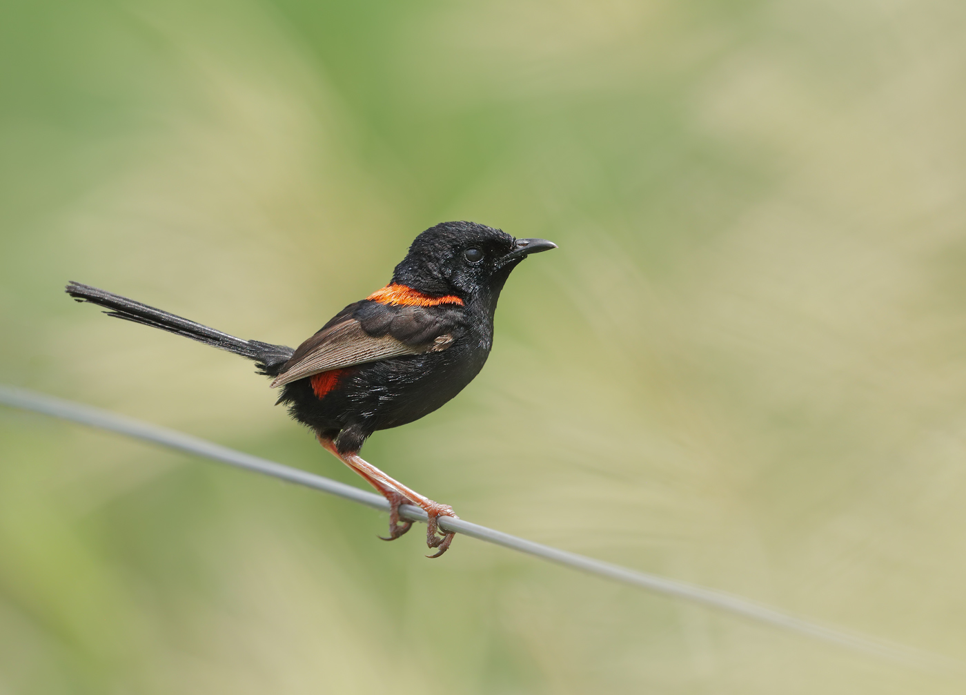 Red-backed Fairy-wren (Image ID 38805)