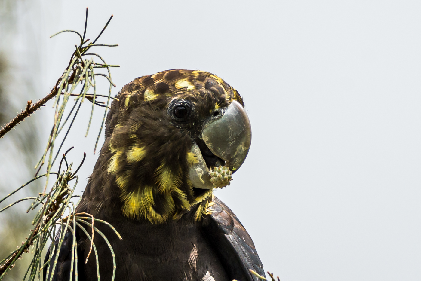 Glossy Black-Cockatoo (Image ID 38624)