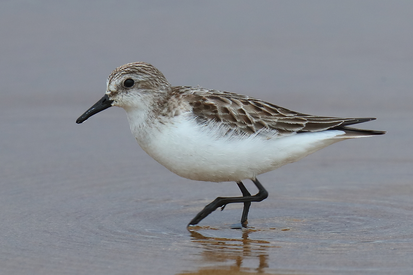 Red-necked Stint (Image ID 39211)