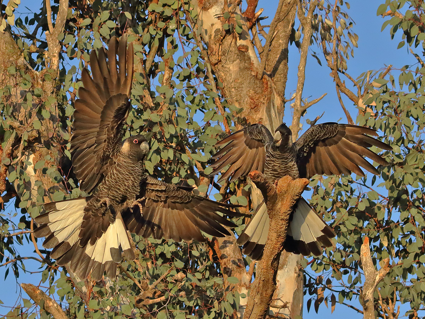 Carnaby's Black-Cockatoo (Image ID 38614)