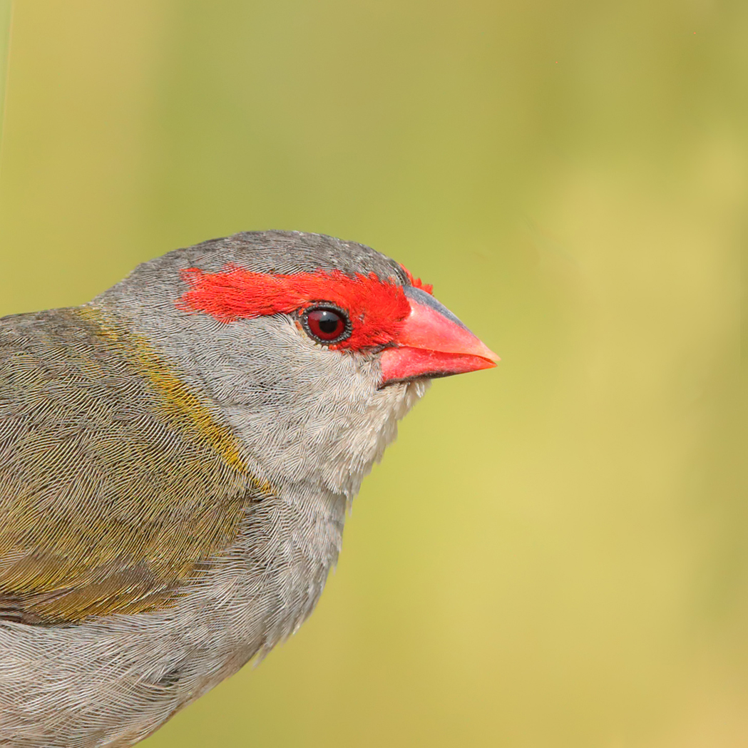 Red-browed Finch (Image ID 38784)