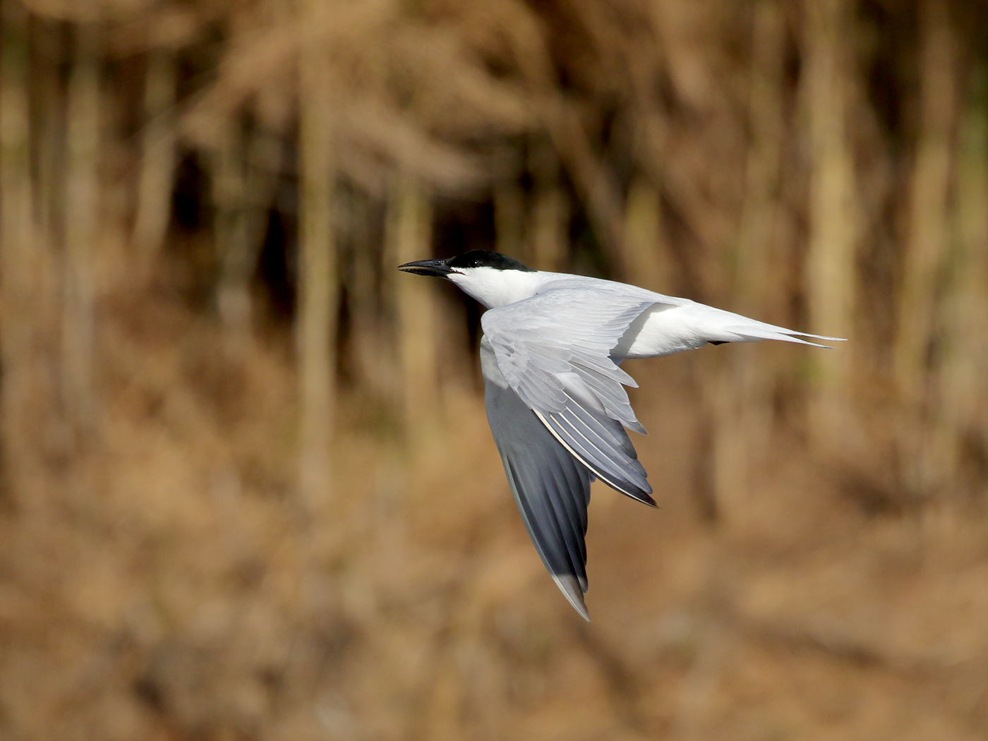 Australian Gull-billed Tern (Image ID 39331)