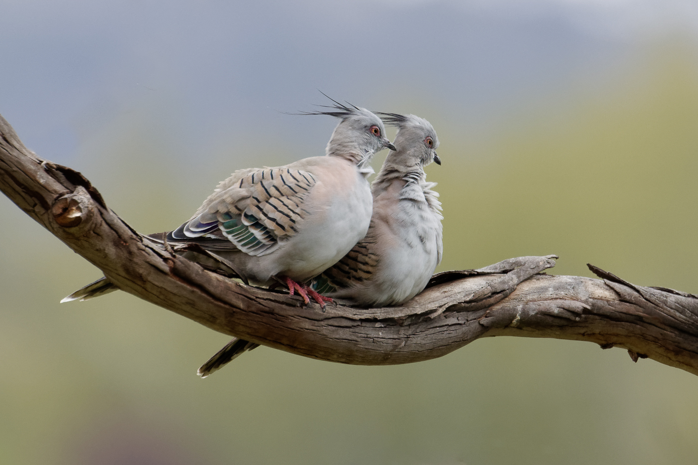 Crested Pigeon (Image ID 38947)