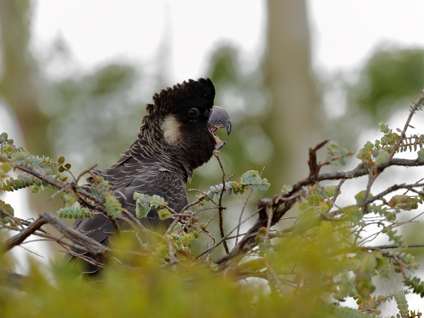 Carnaby's Black-Cockatoo (Image ID 39382)