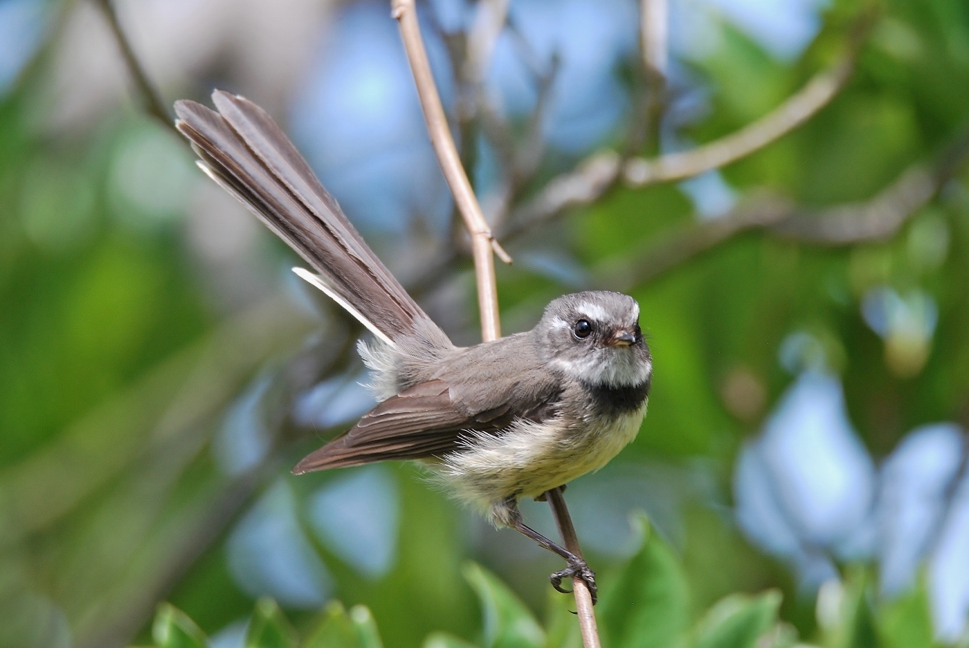 Grey Fantail (Image ID 38555)