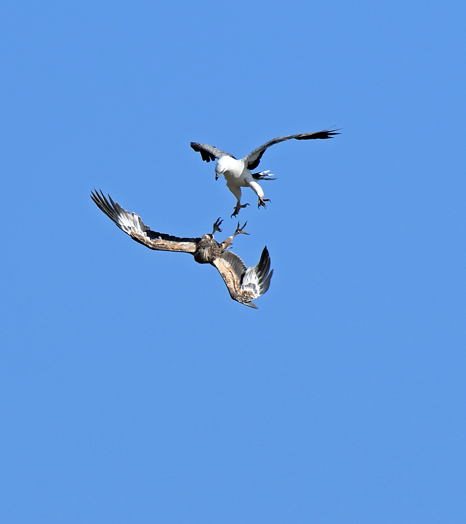 White-bellied Sea-Eagle (Image ID 39185)