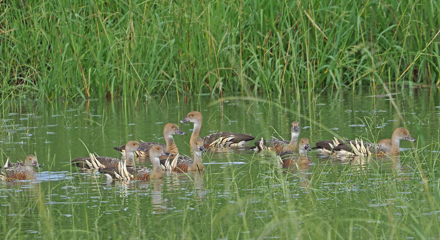 Plumed Whistling-Duck (Image ID 38877)