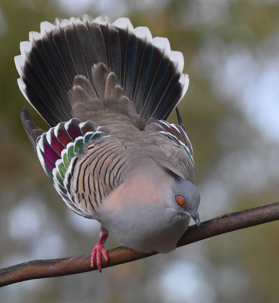 Crested Pigeon (Image ID 39343)