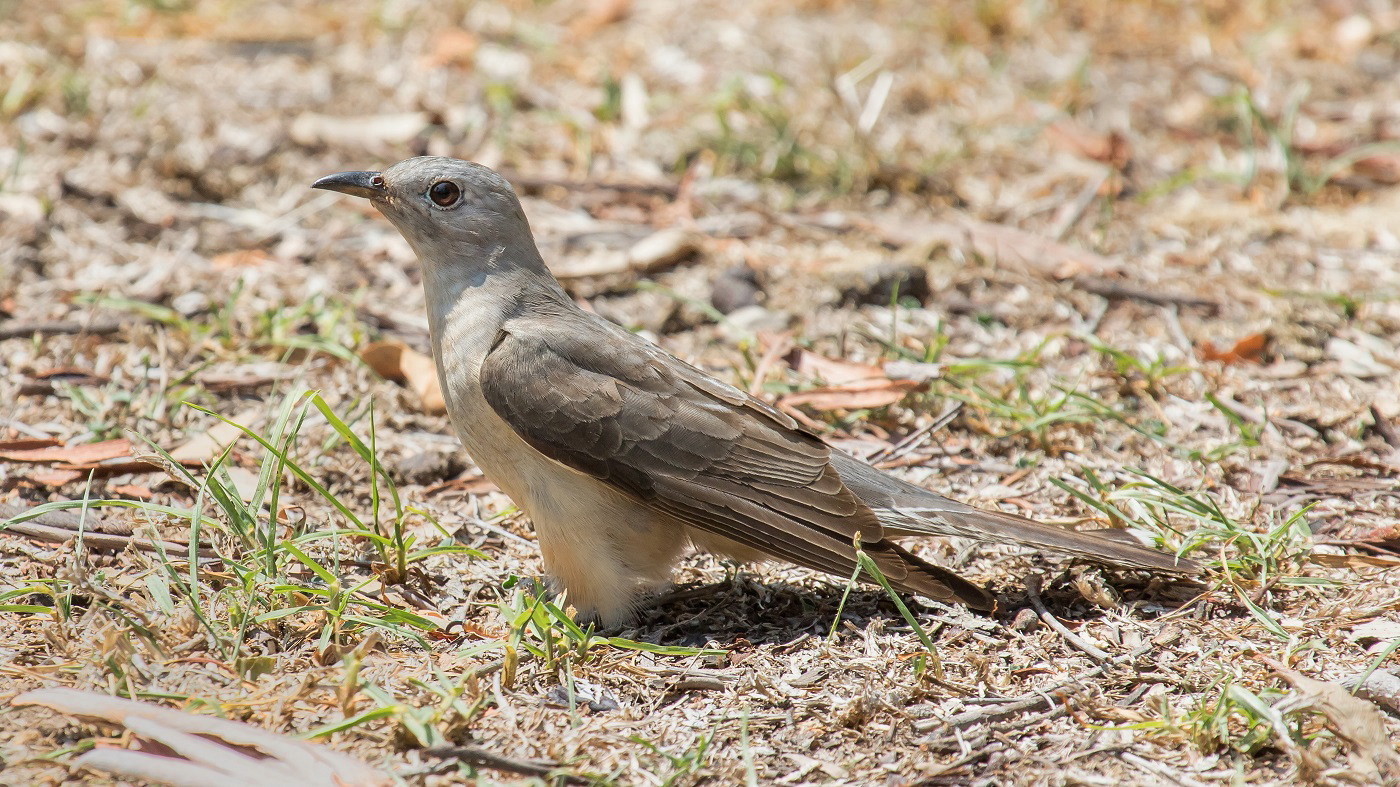 Brush Cuckoo (Image ID 38998)