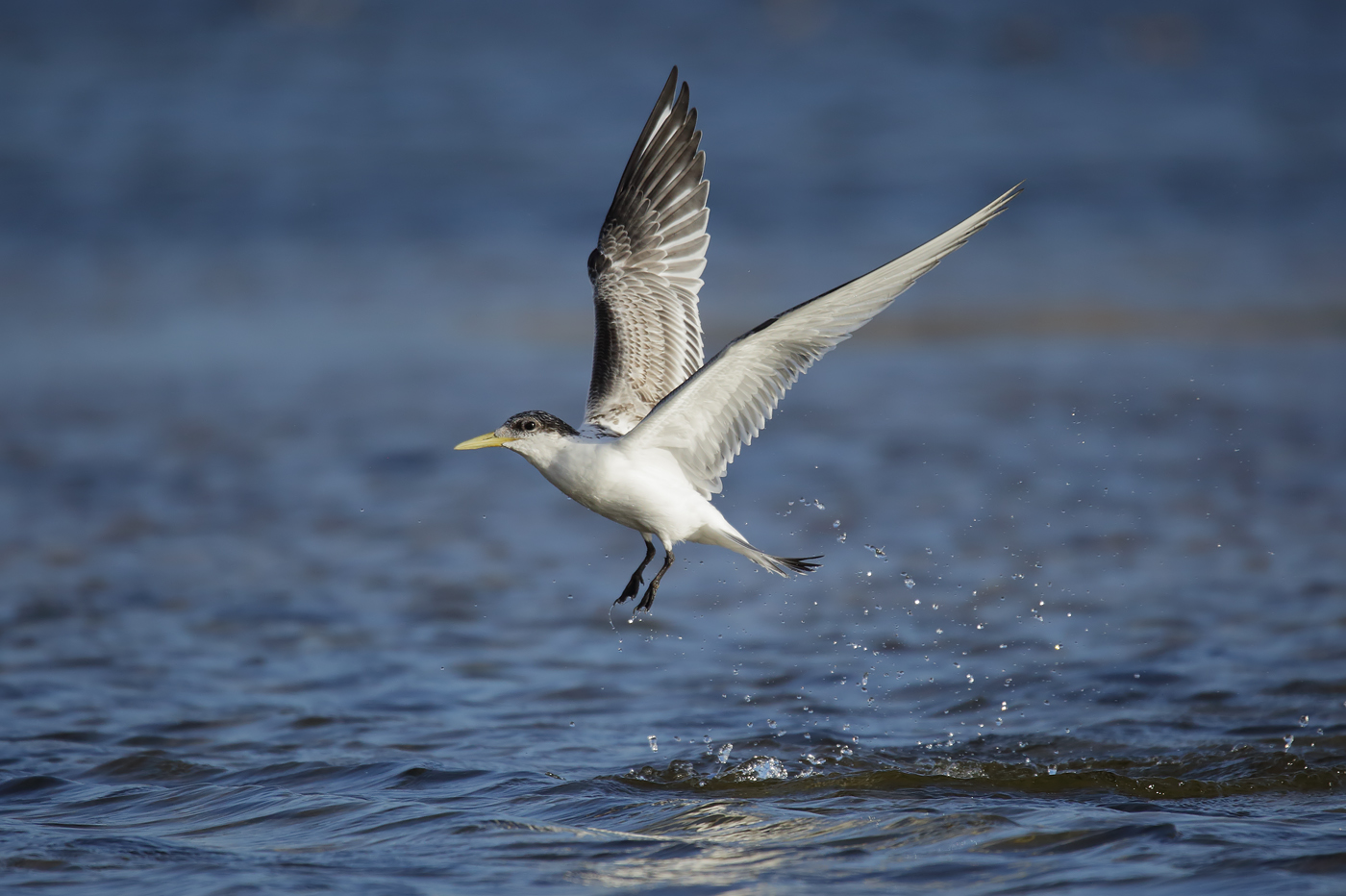 Greater Crested Tern (Image ID 38911)