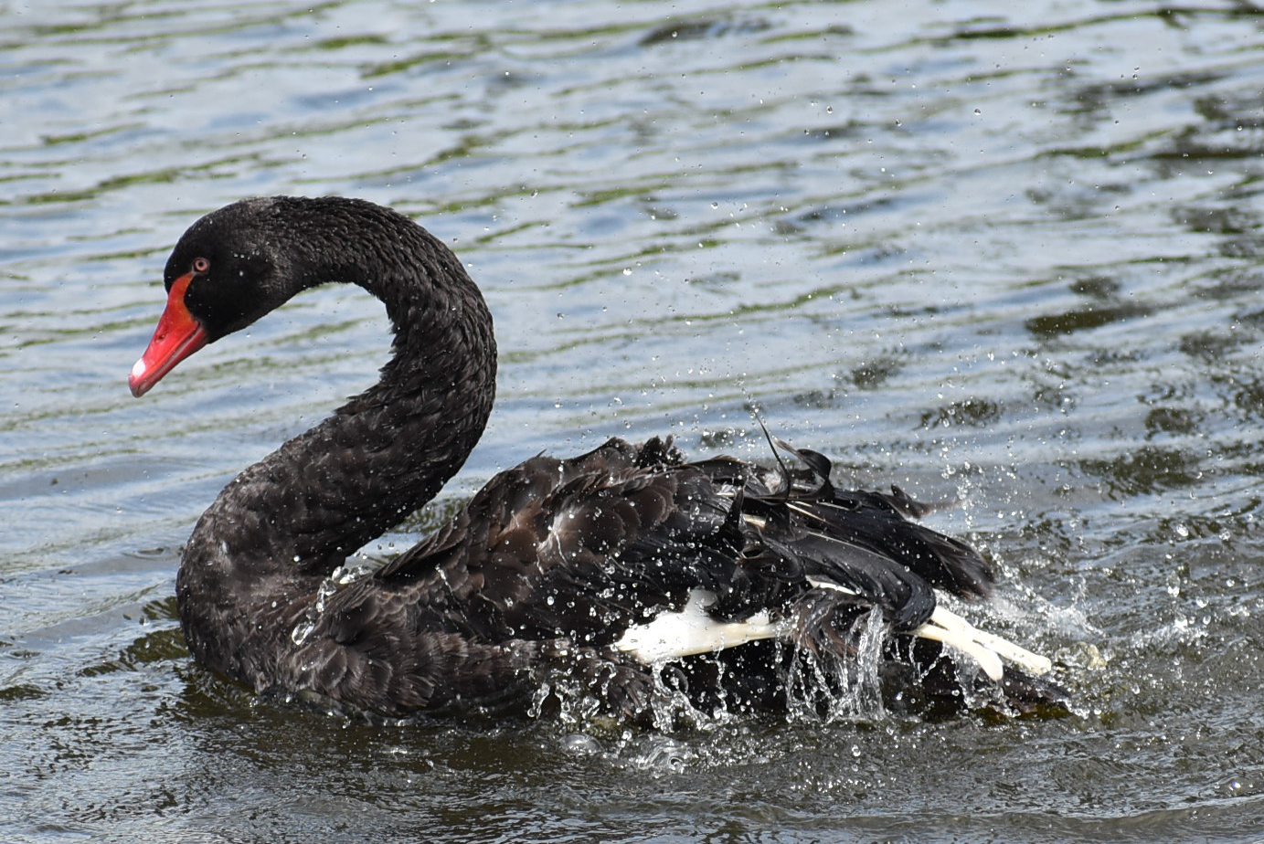 Black Swan (Image ID 39398)