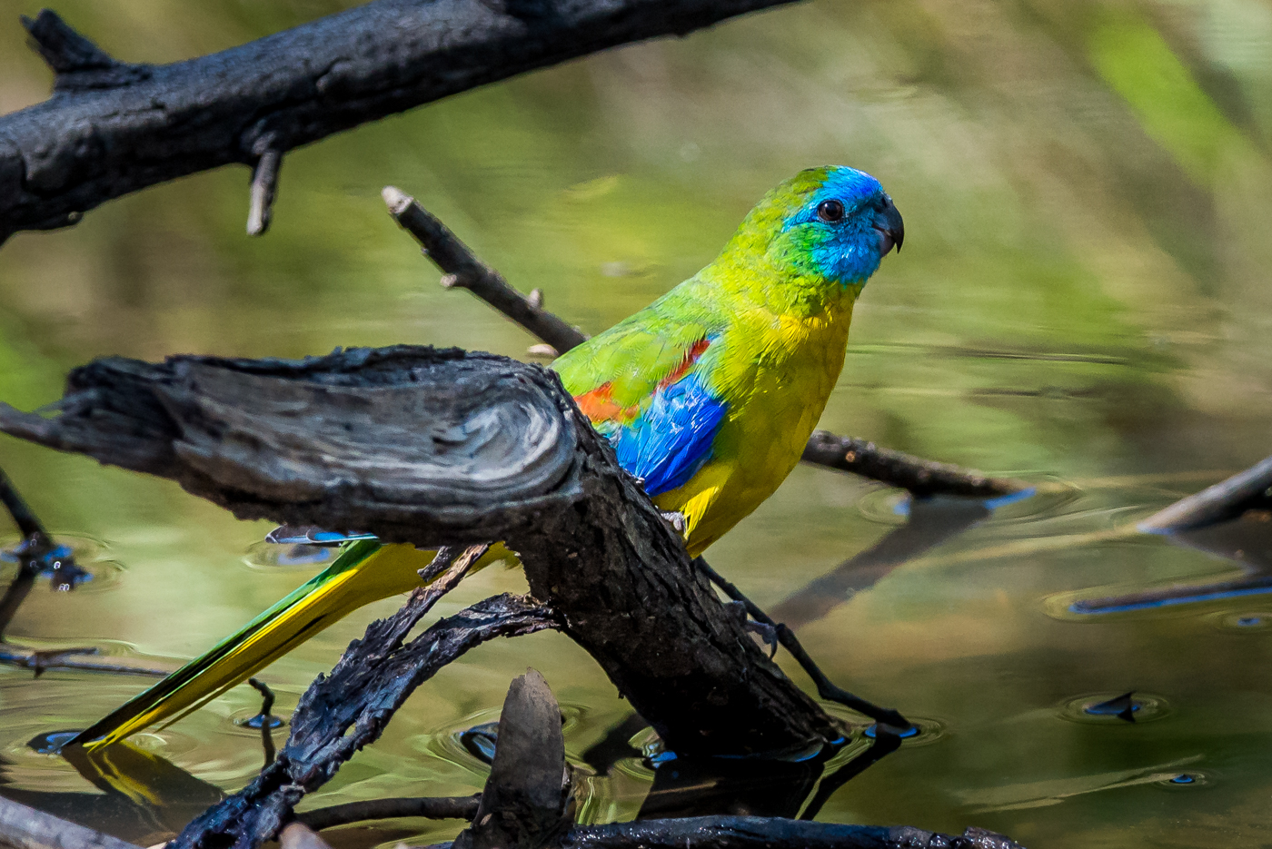 Turquoise Parrot (Image ID 39005)