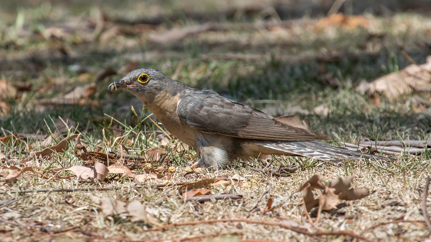 Fan-tailed Cuckoo (Image ID 39000)