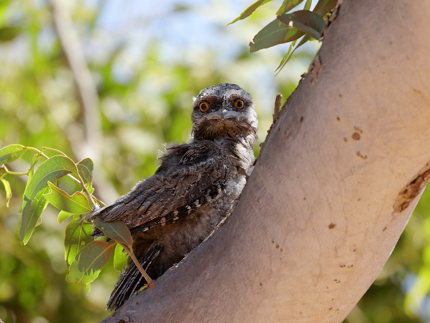 Tawny Frogmouth (Image ID 39328)