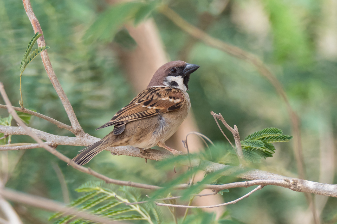 Eurasian Tree Sparrow (Image ID 39139)