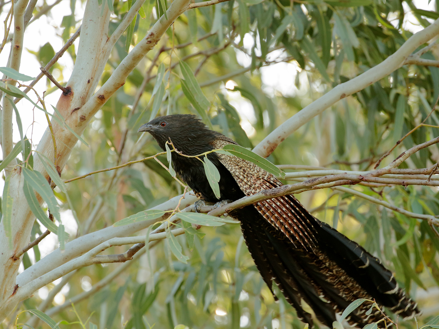 Pheasant Coucal (Image ID 39372)