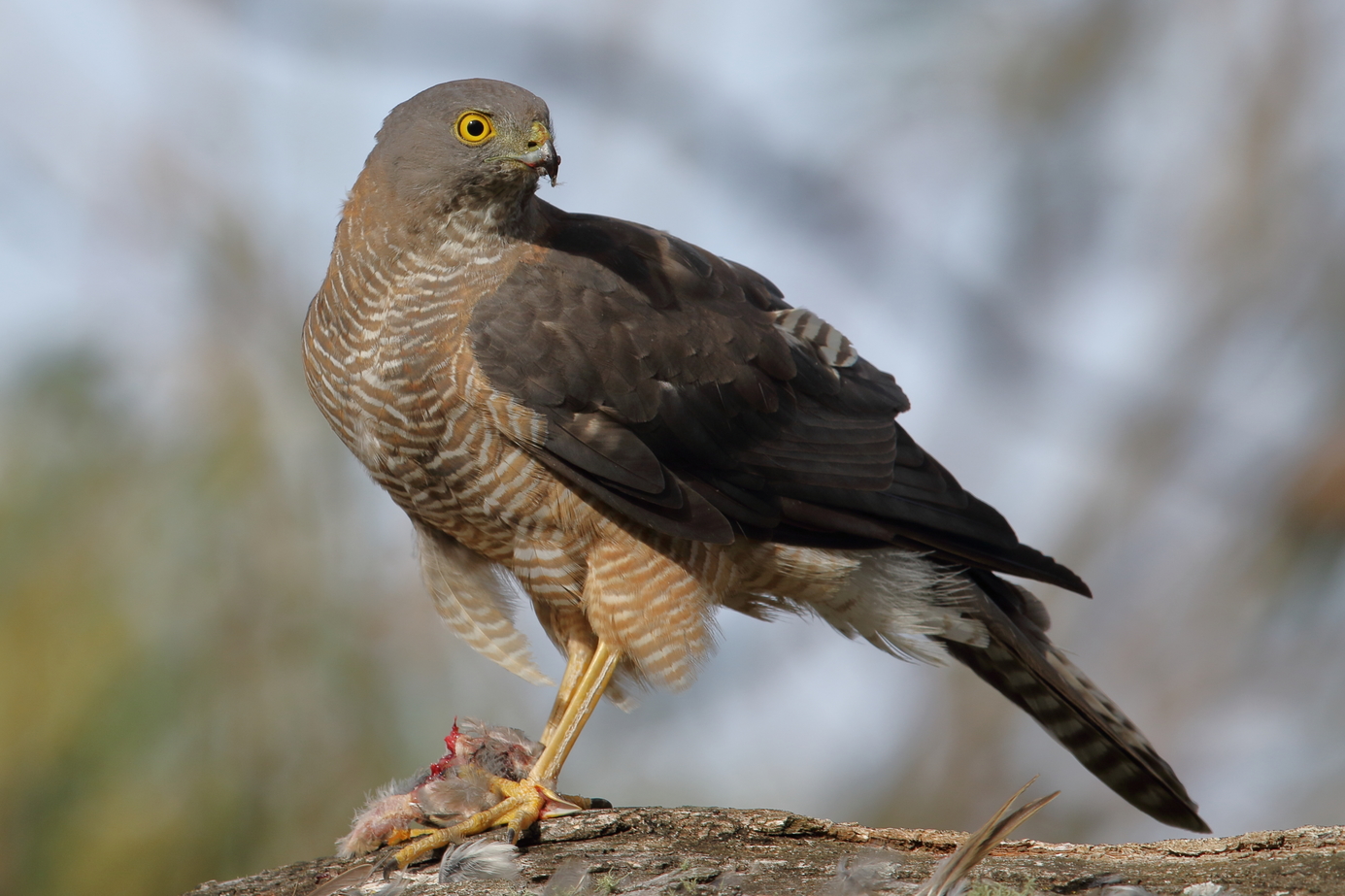 Collared Sparrowhawk (Image ID 39038)