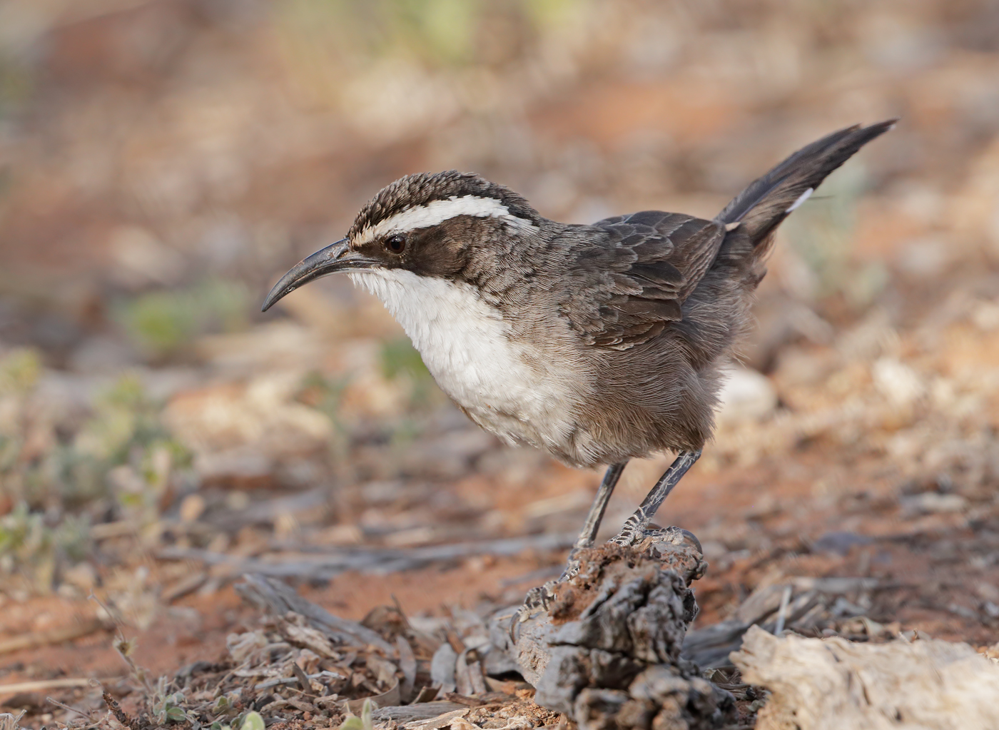 White-browed Babbler (Image ID 39345)
