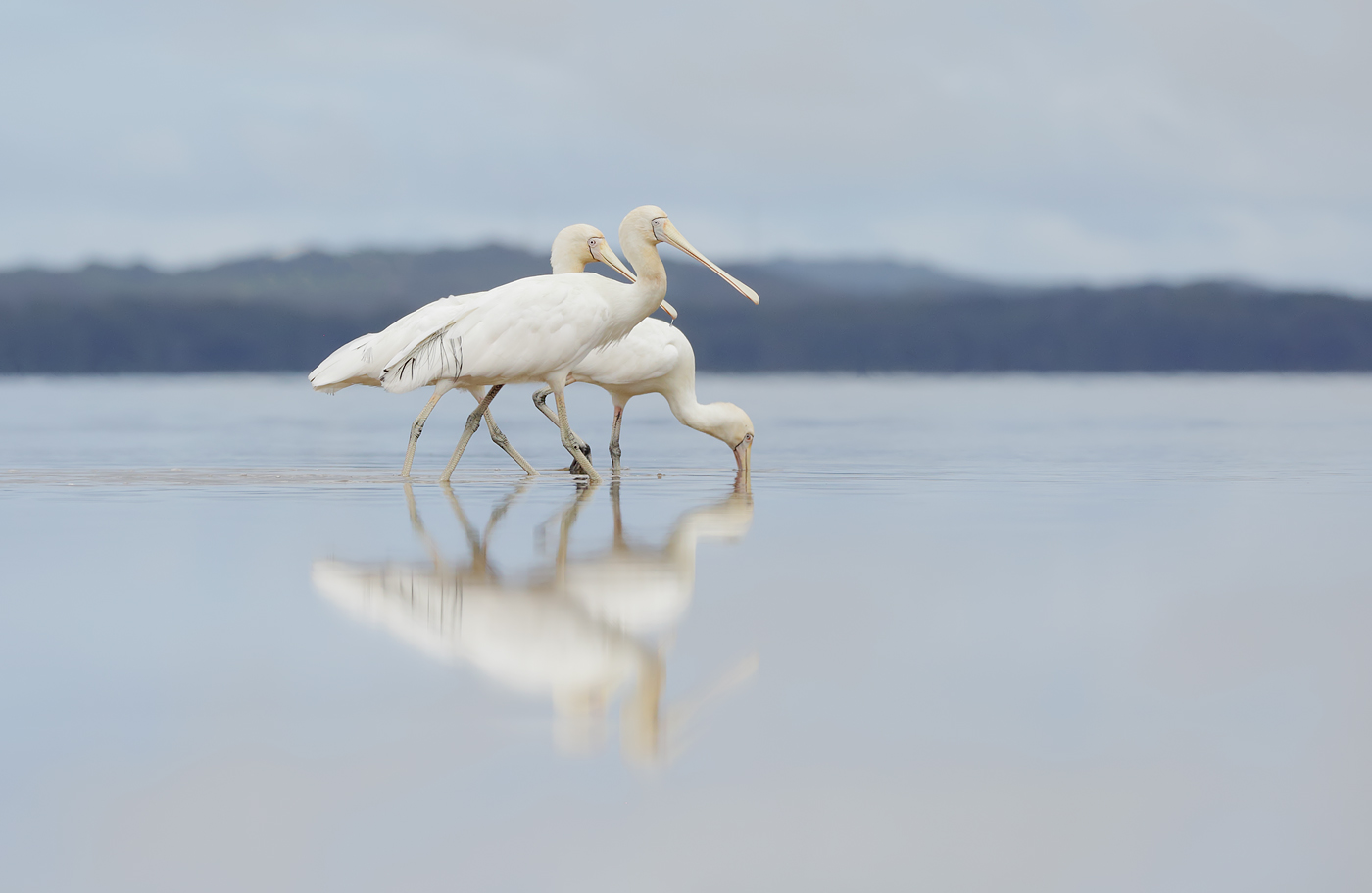 Yellow-billed Spoonbill (Image ID 38767)